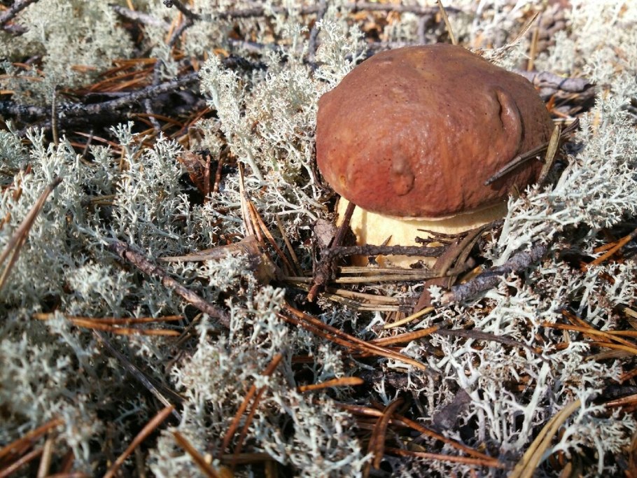 Червивый подосиновик