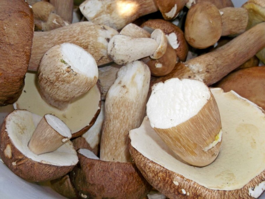 Белый гриб всегда червивый?