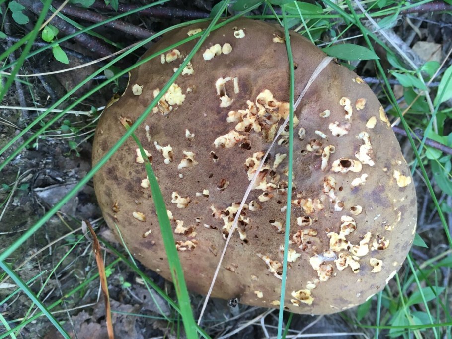 Червивый гриб