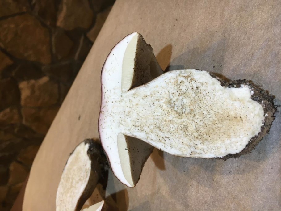 Гриб подгруздок бело чёрный