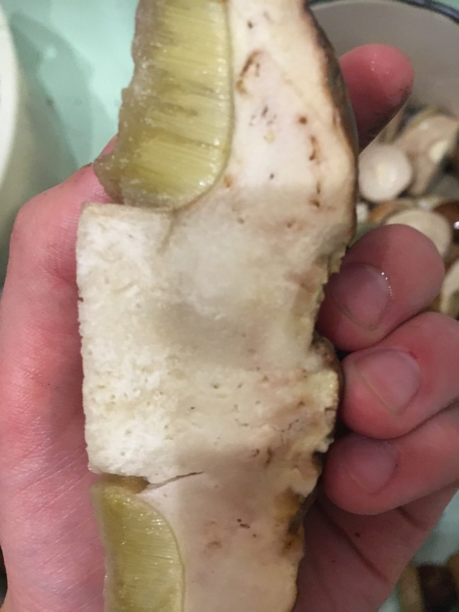 Гриб СПБ подосиновик 2022