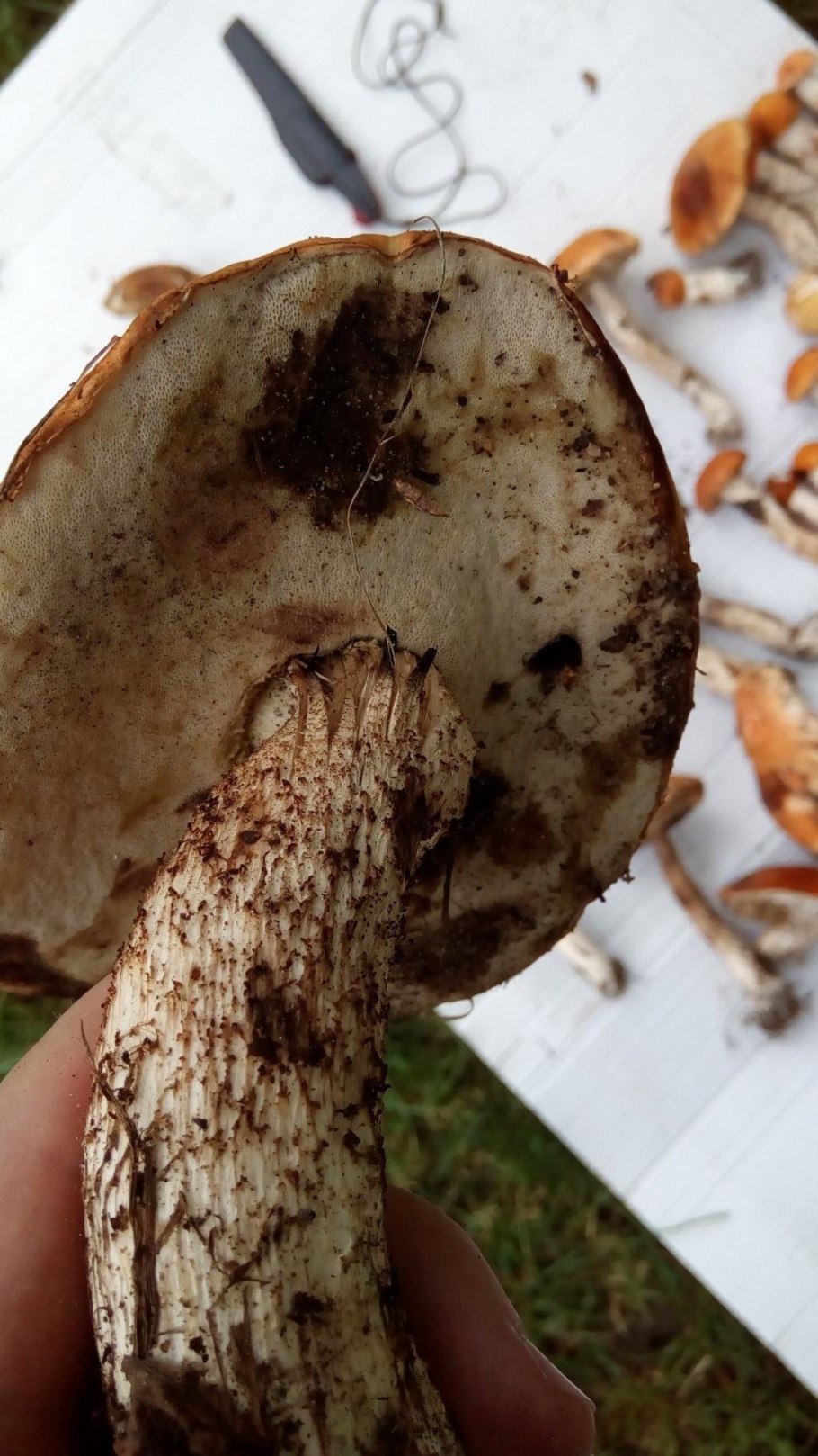 Червивый гриб в разрезе