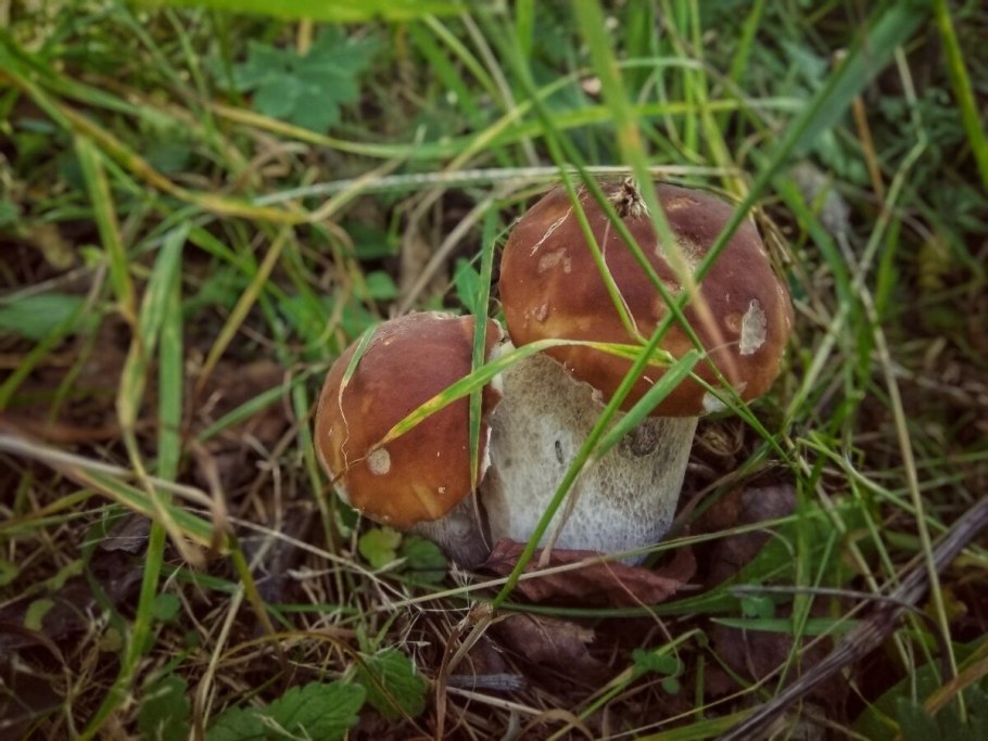 Гриб боровик