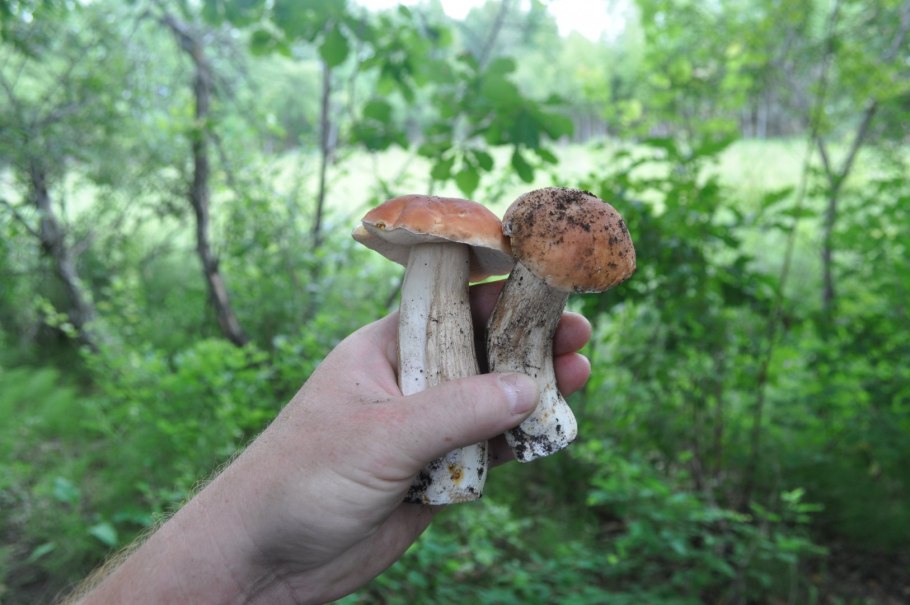 Червивый гриб опенок