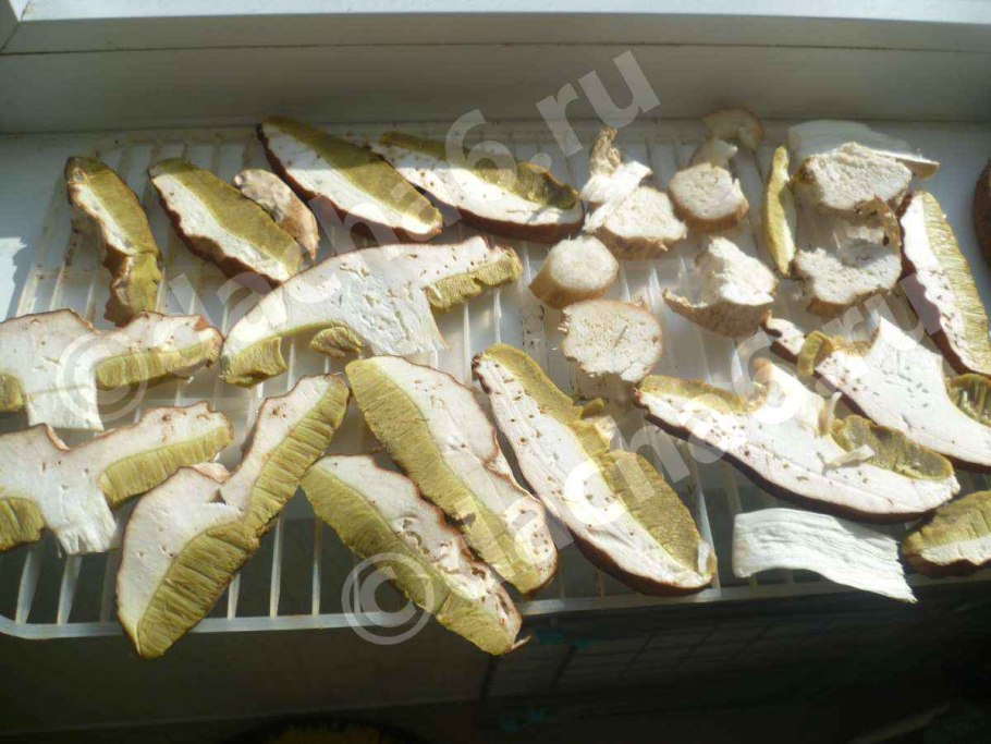 Червивые грибы