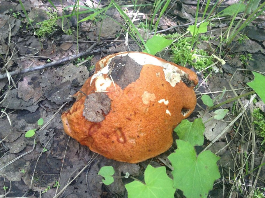 Гриб размером с дом