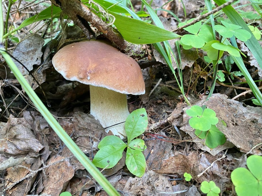 Алеховщина грибы 2022