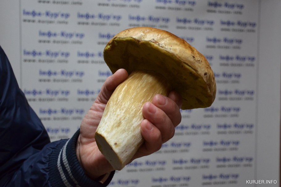 Старый белый гриб