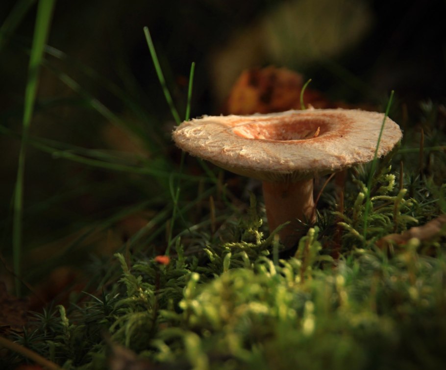 Волнушка гриб