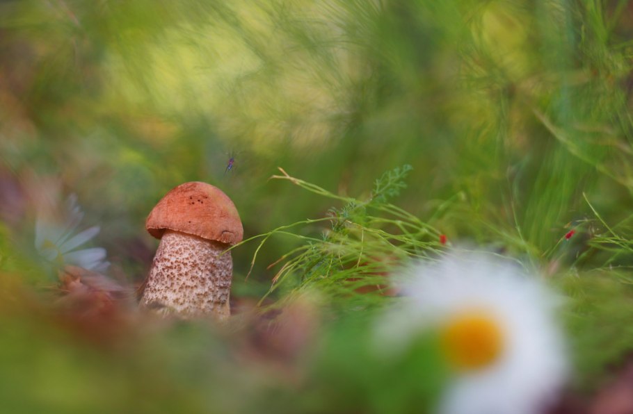 Веснушки грибы