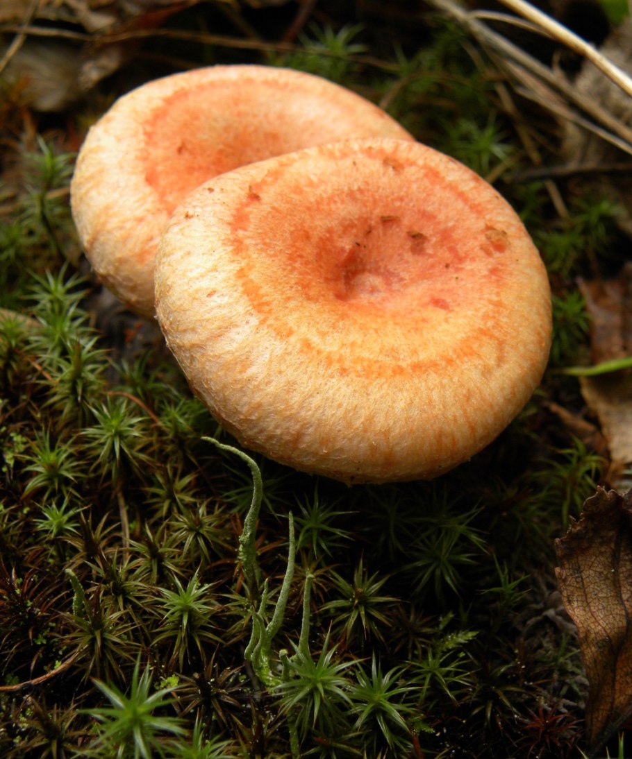 Волнушка белянка