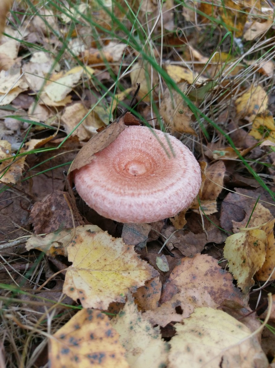 Гриб волнушка млечник шиповатый