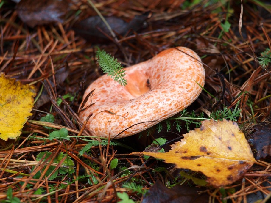 Рыжик сосновый боровой lactarius deliciosus