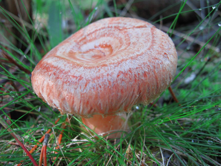 Lactarius torminosus – волнушка