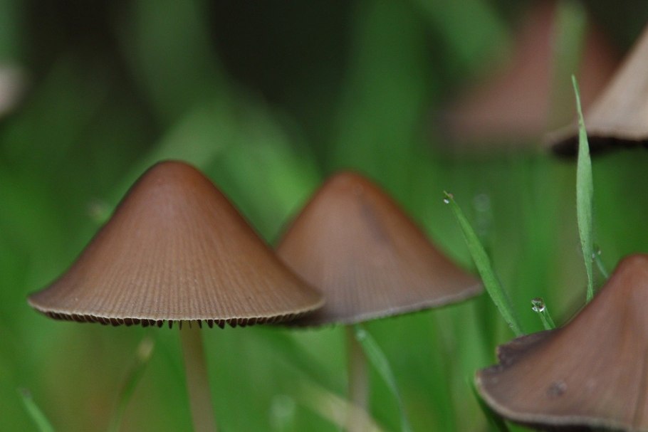 Psilocybe mexicana гриб