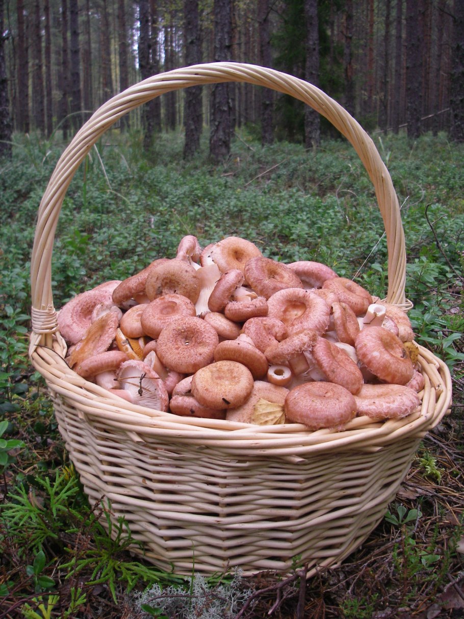 Рыжики в корзине