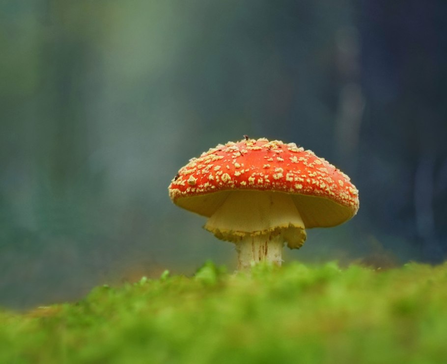 Мухомор аманита мускария