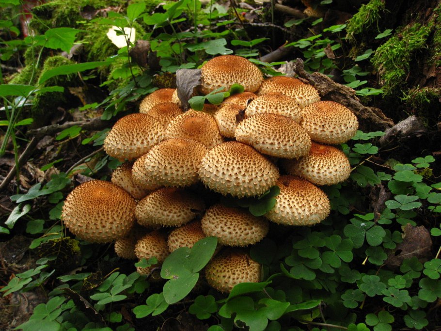 Гриб чешуйчатка обыкновенная pholiota squarrosa