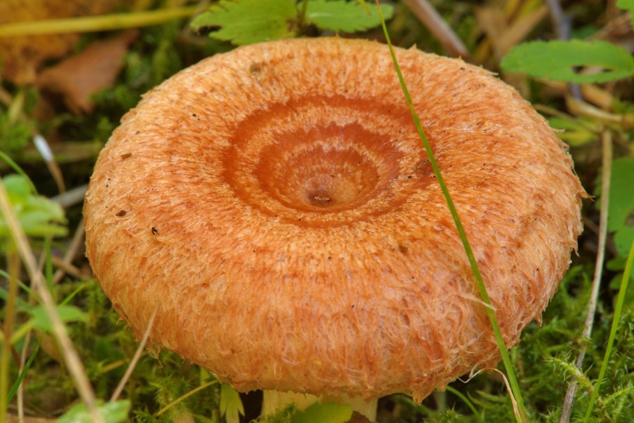 Lactarius torminosus – волнушка