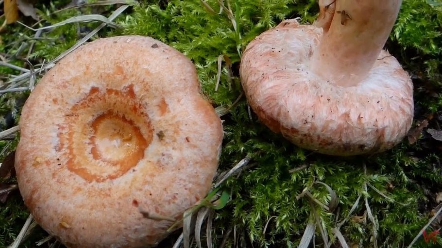 Волнушка белая lactarius pubescens