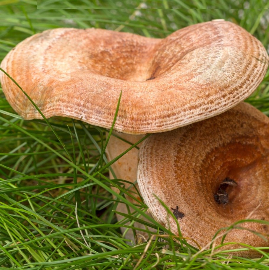 Королевский рыжик гриб