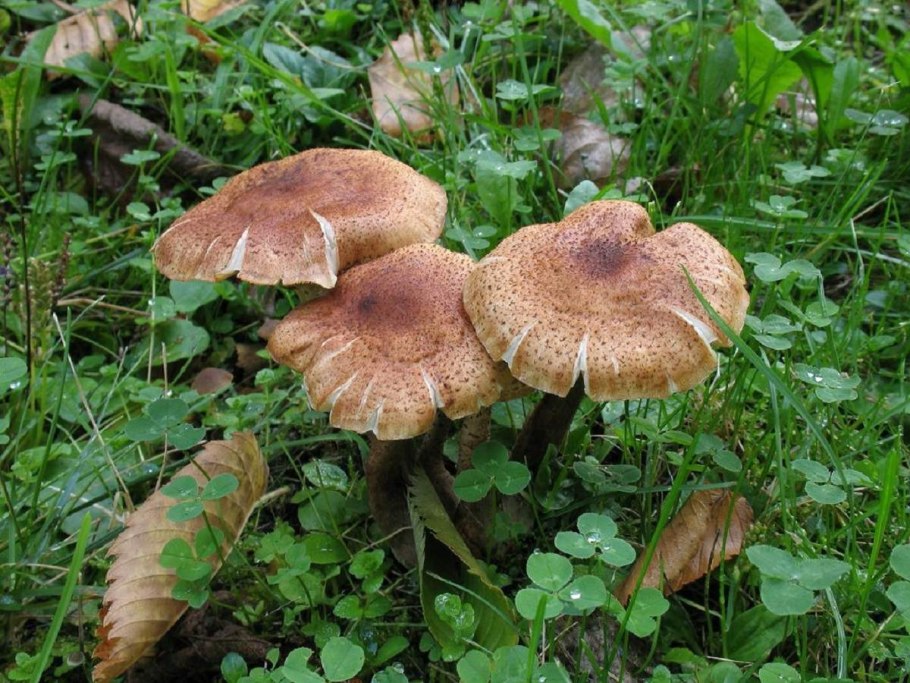 Armillaria Borealis