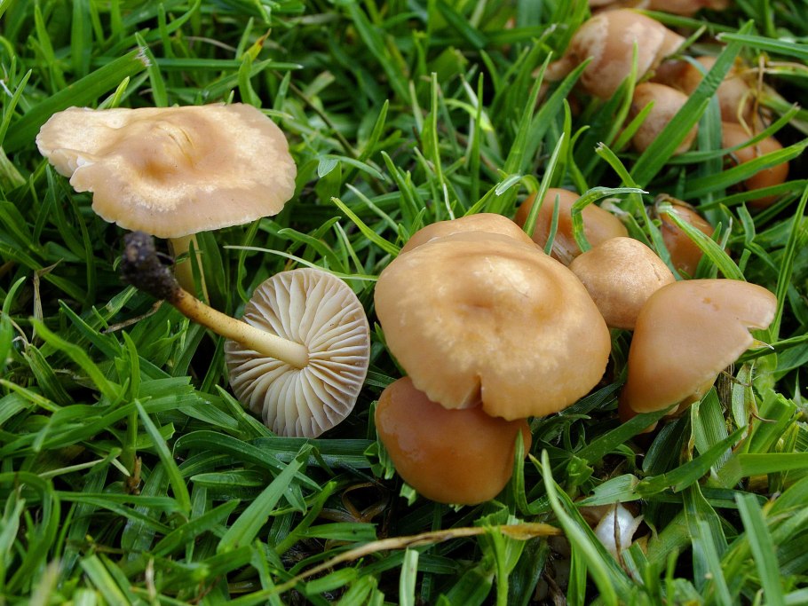Опенок Луговой Marasmius Oreades
