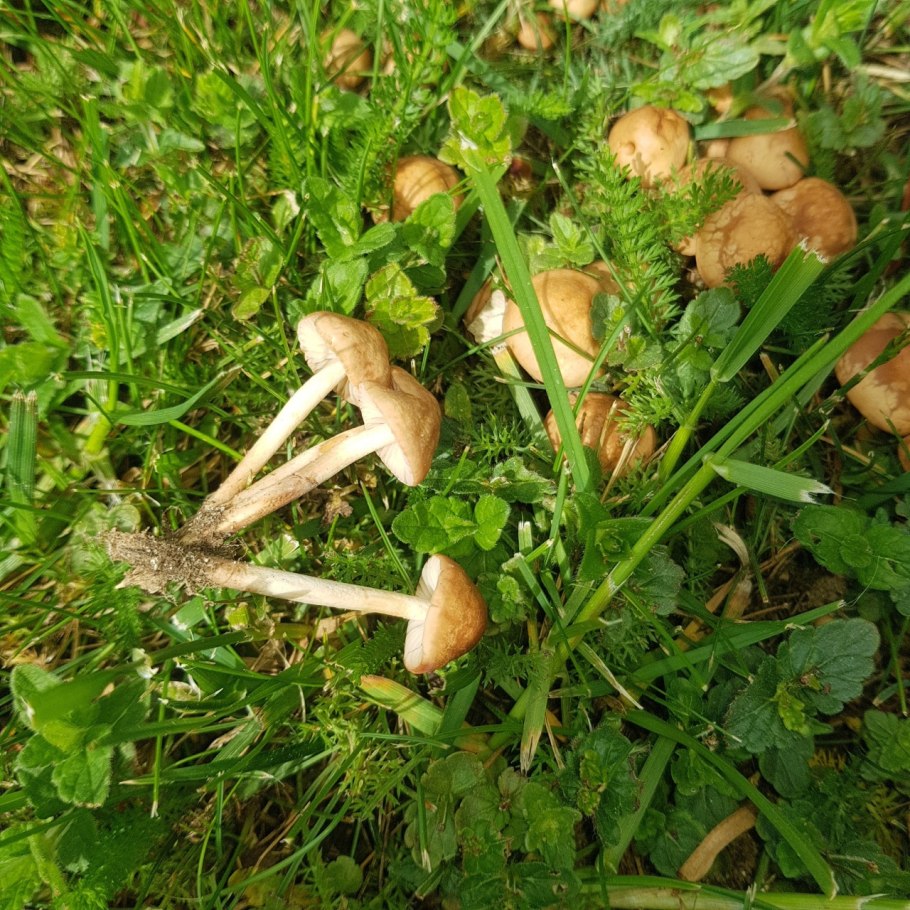 Опенок Луговой Marasmius Oreades