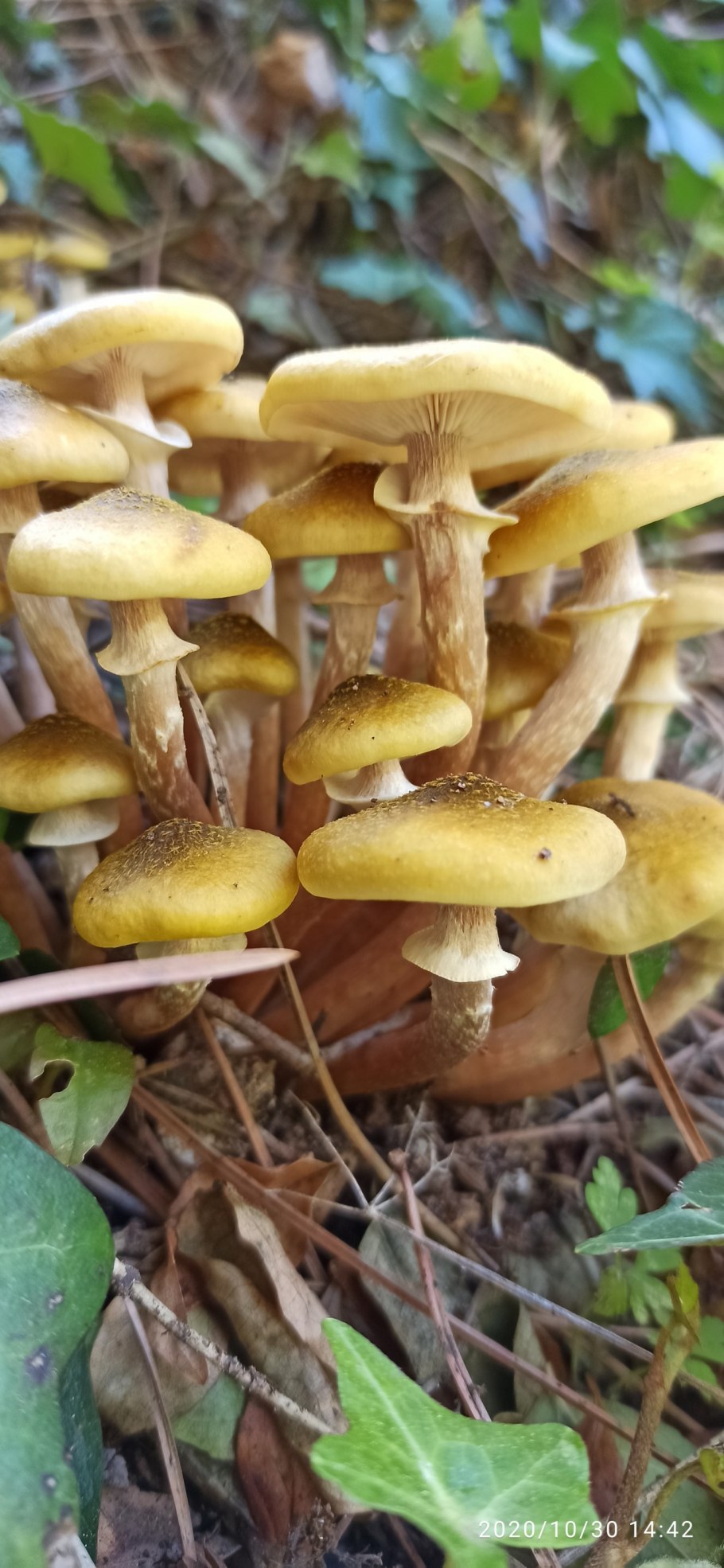 Опенок осенний (Armillaria mellea; Armillaria Borealis