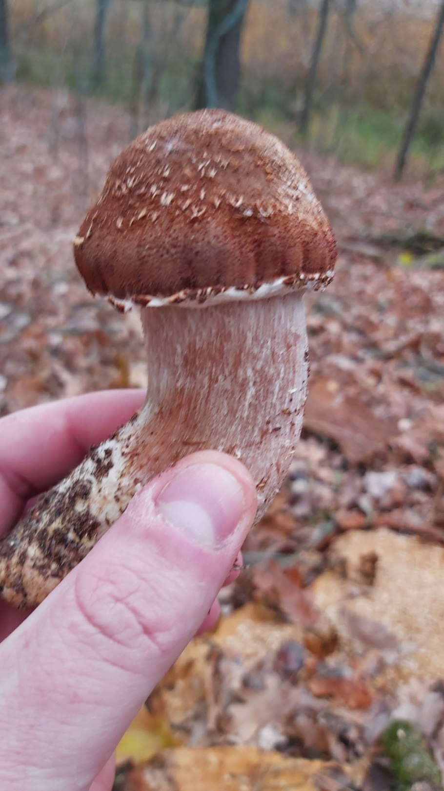 Гриб похожий на опенок на толстой ножке