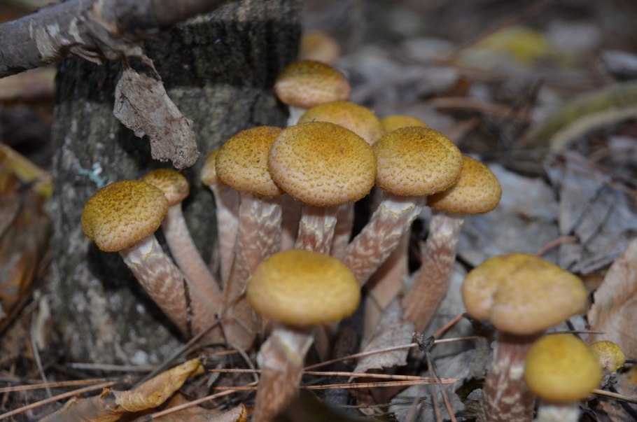 Опёнок толстоногий (Armillaria lutea)