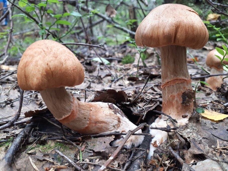 Паутинник кольчатый