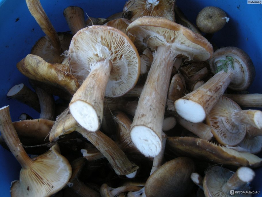 Опенок горчичный Armillaria sinapina