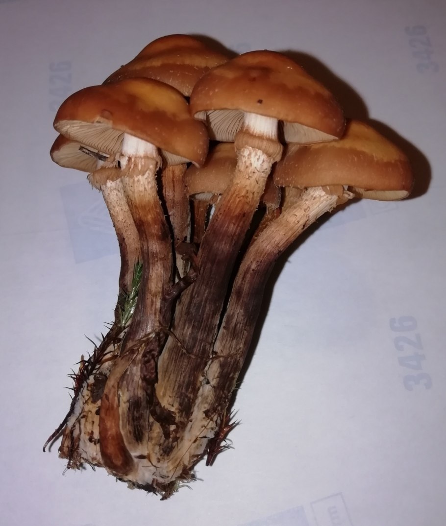 Опята на толстой ножке фото