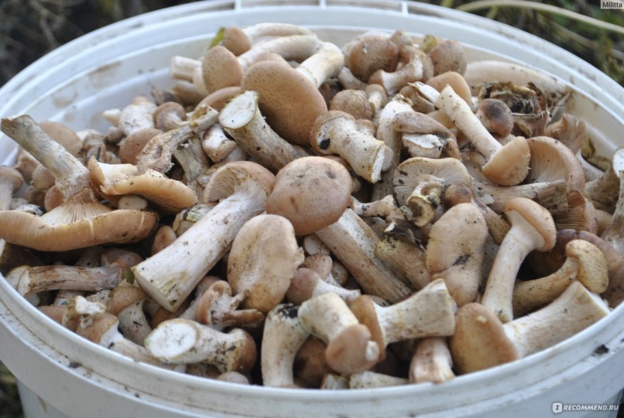 Обжаренные мацутакэ