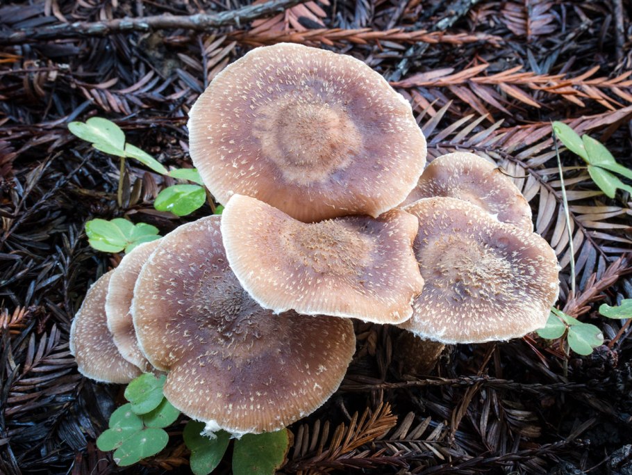 Лисички опята рядовки маслята