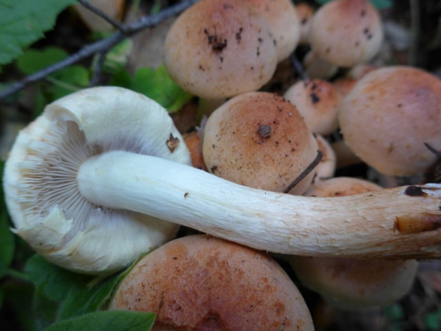 Опята съедобные на толстой ножке