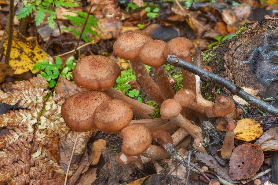 Опята галлика