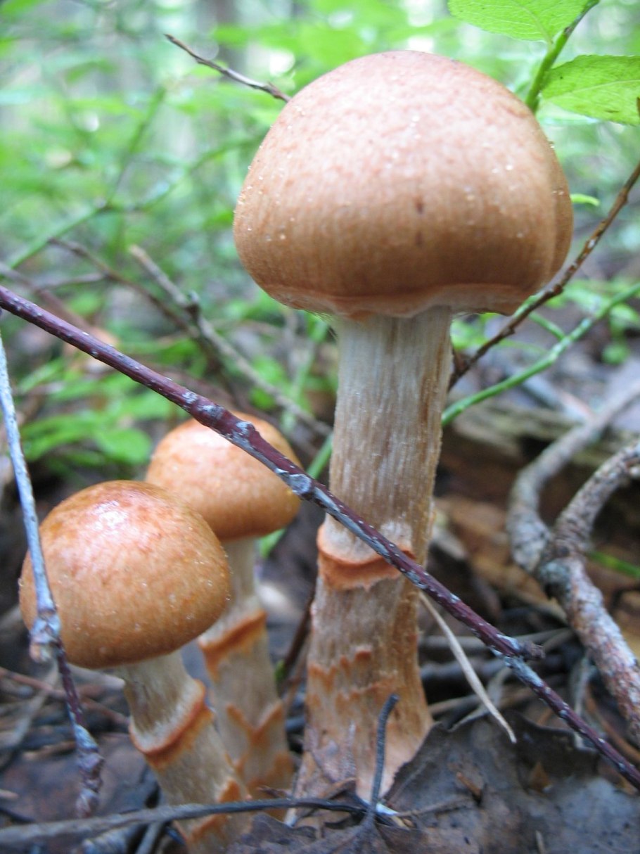 Опята под шляпкой