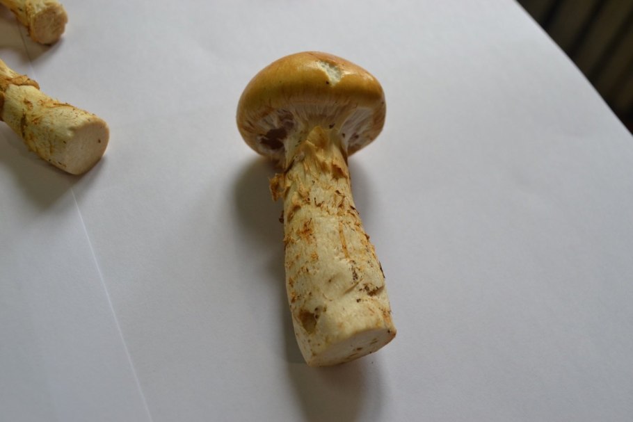 Паутинник желтый приболотник