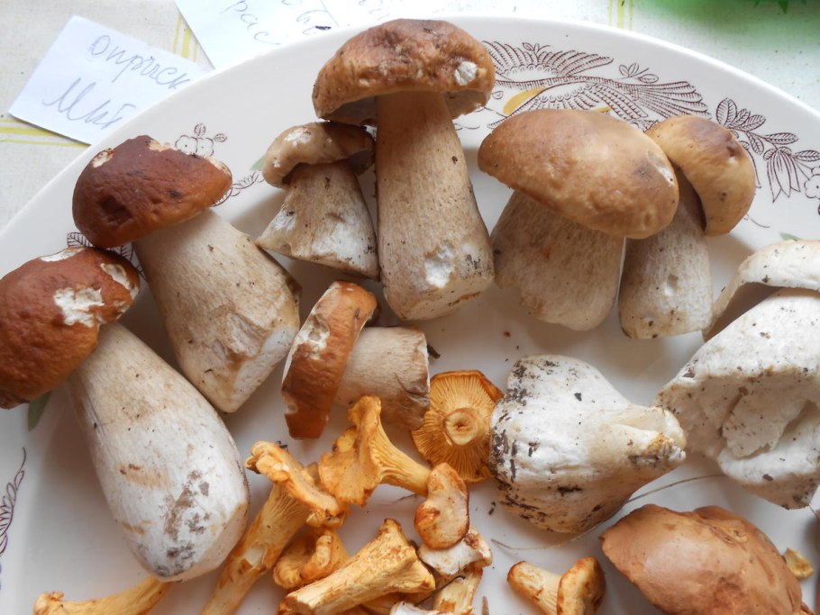 Оранжевые опята с толстой ножкой