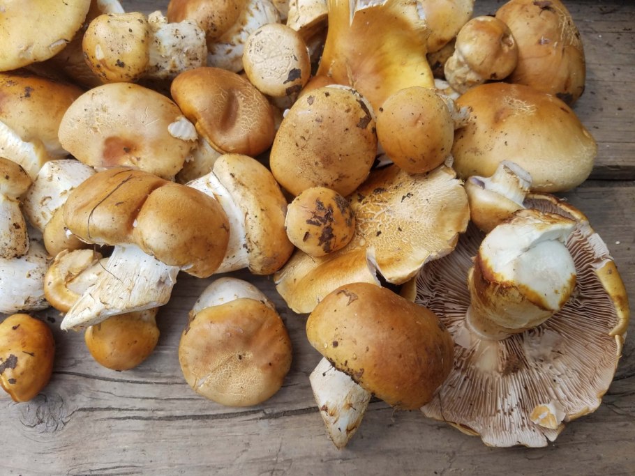 Опенок осенний (Armillariella mellea)