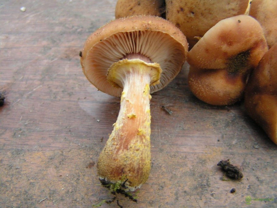 Гриб опёнок толстоногий