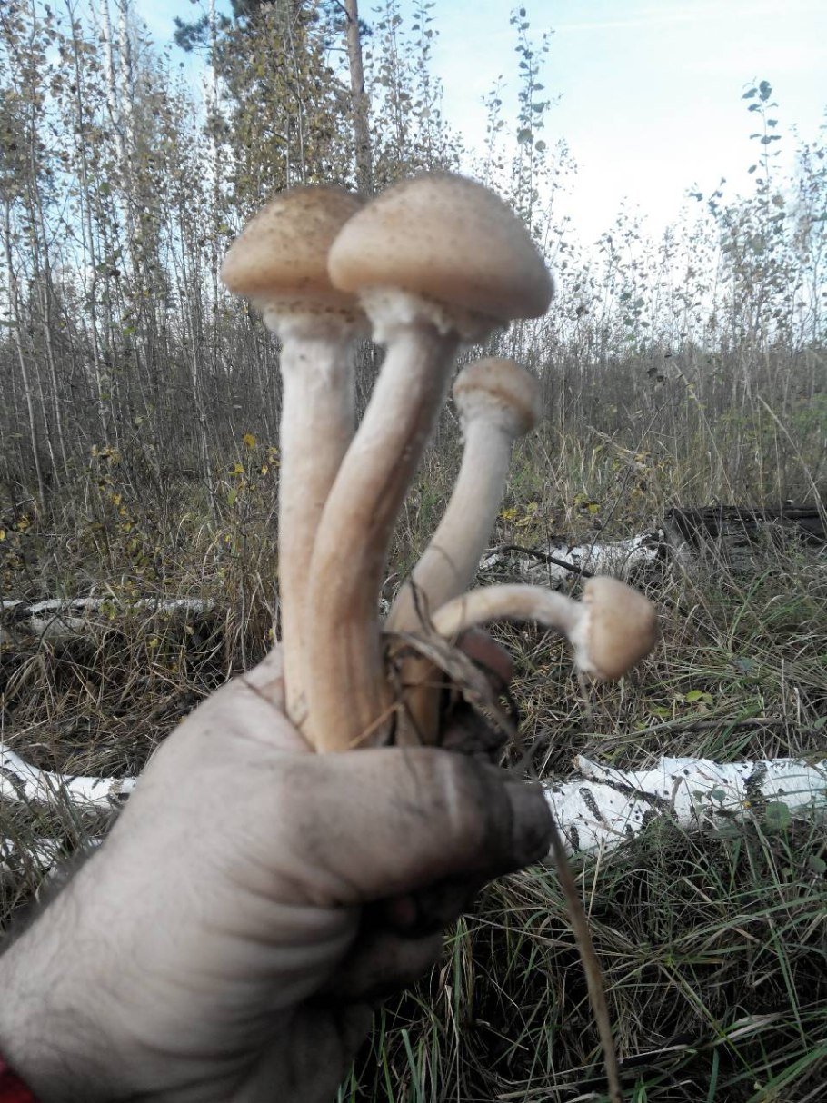 Опята осенние на толстой ножке