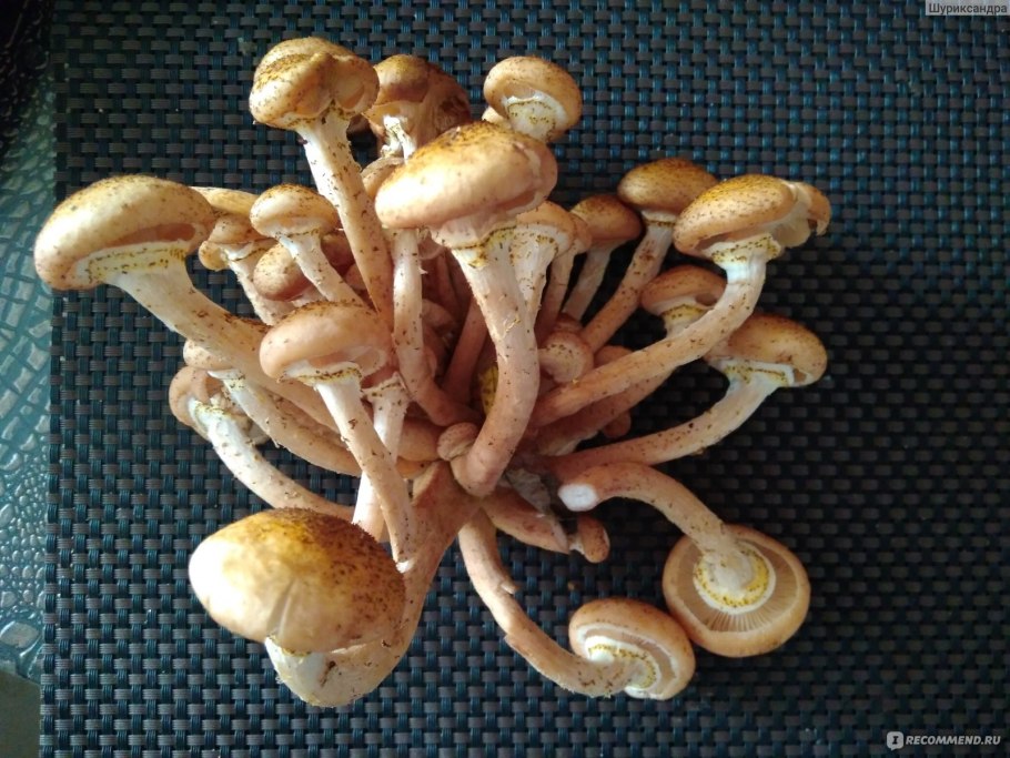 Летние опята в кулинарии