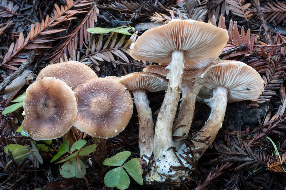 Желто зелёные грибы растут в песке олгоградская область.