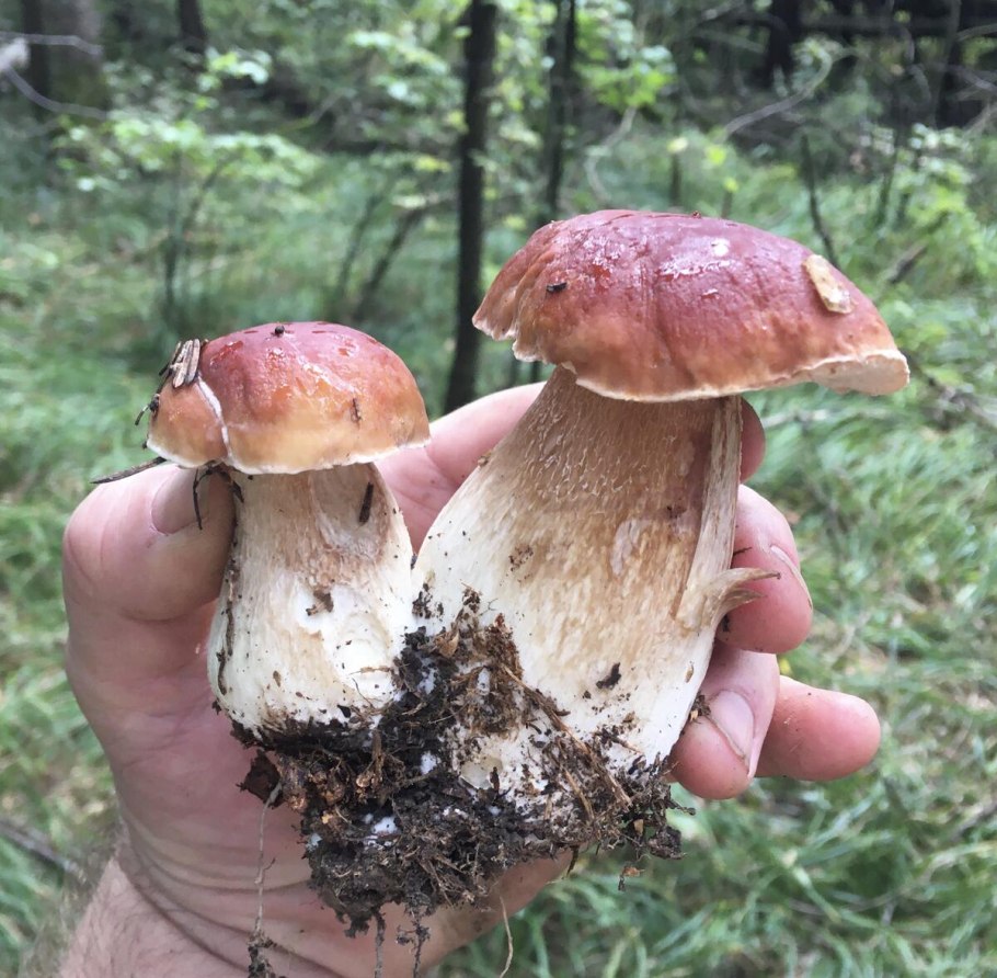 Шоколадный гриб в лесу