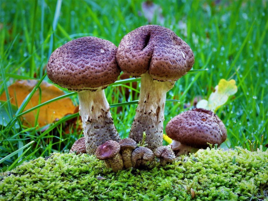 Гриб на бумаге