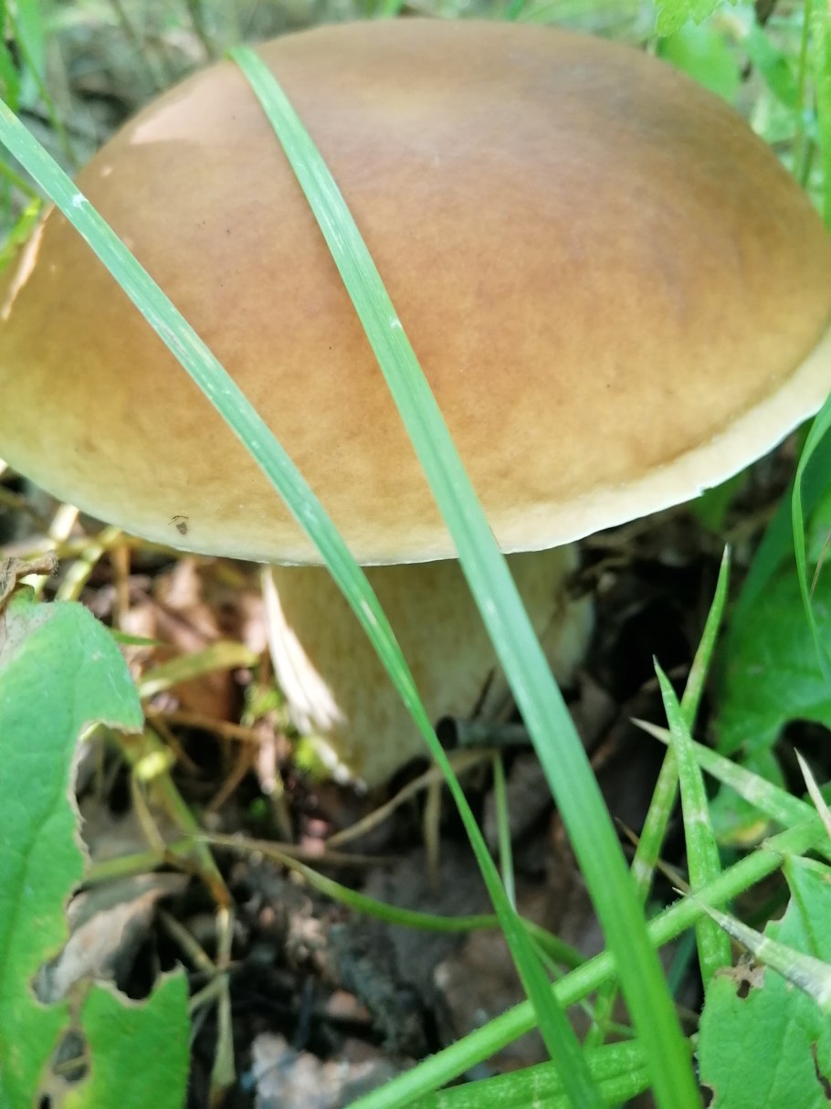 Винтажные постеры грибы