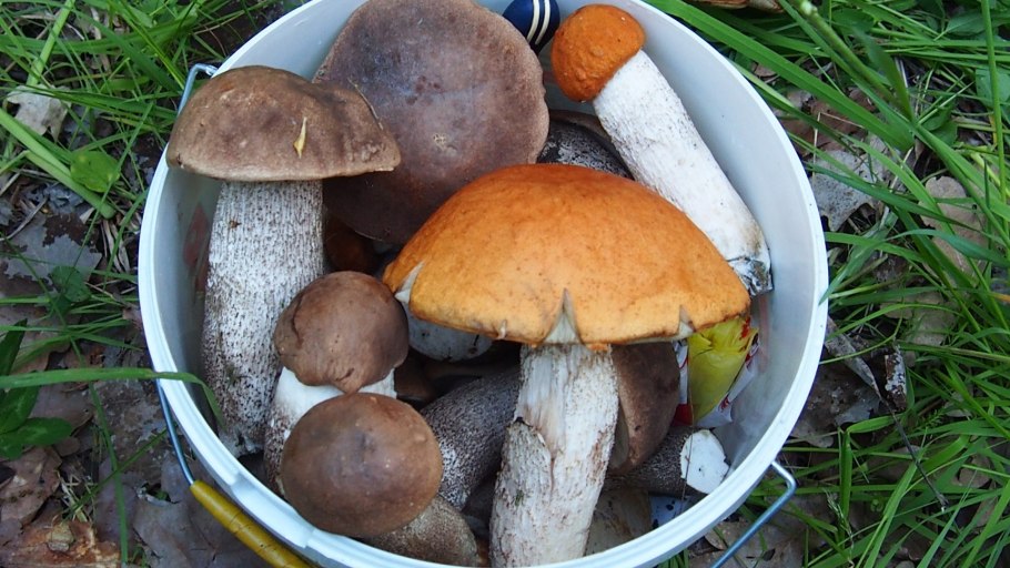 Форум грибников Израиля